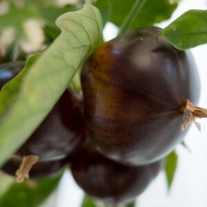 black tomato