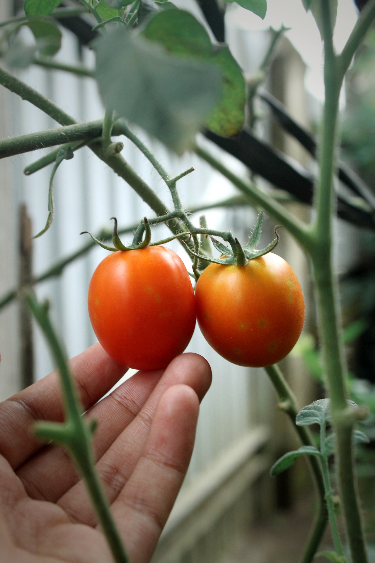 How to Start Tomato Seeds (and Harden Them Off) in a Cool Climate