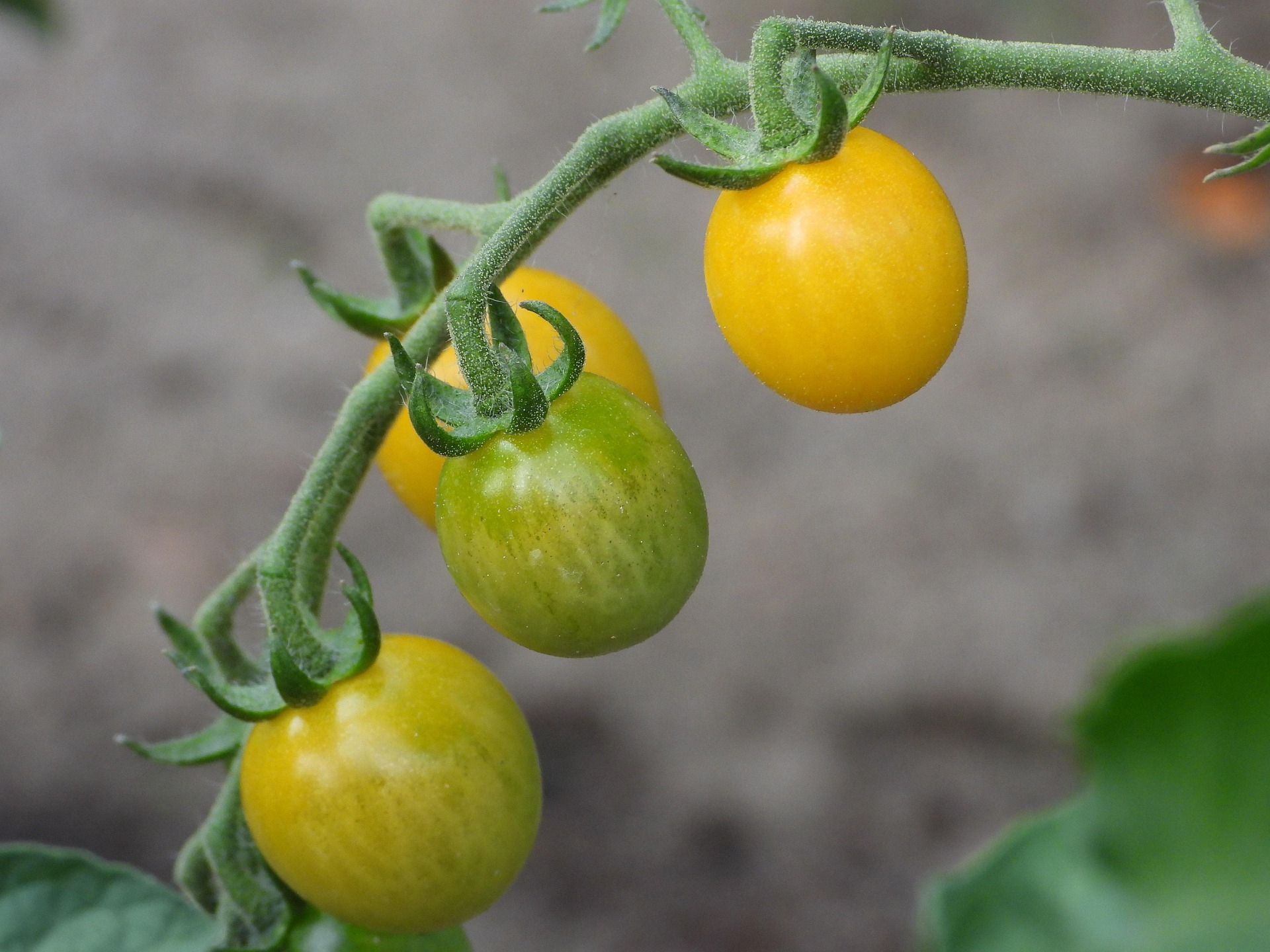 The Complete Guide to Storing & Ripening Tomatoes (Taste First, Waste Less)