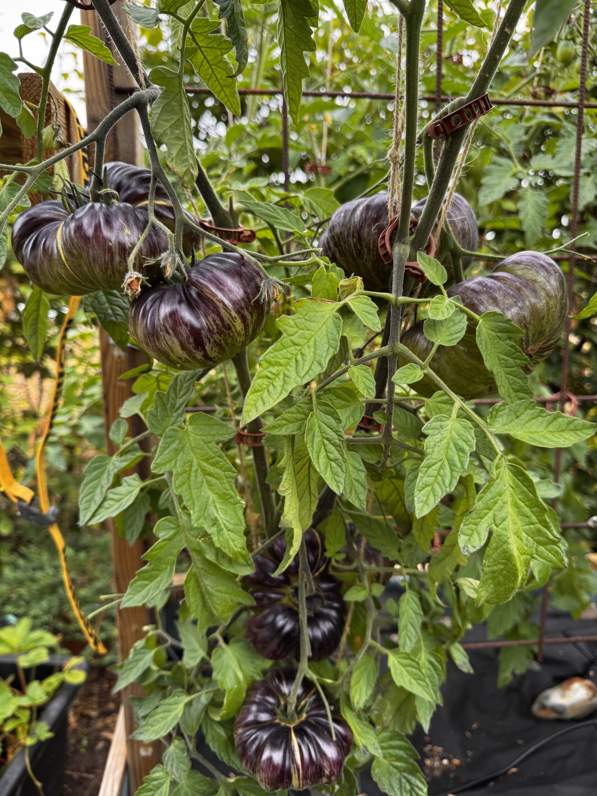 Blue Dutchman - Bild 4