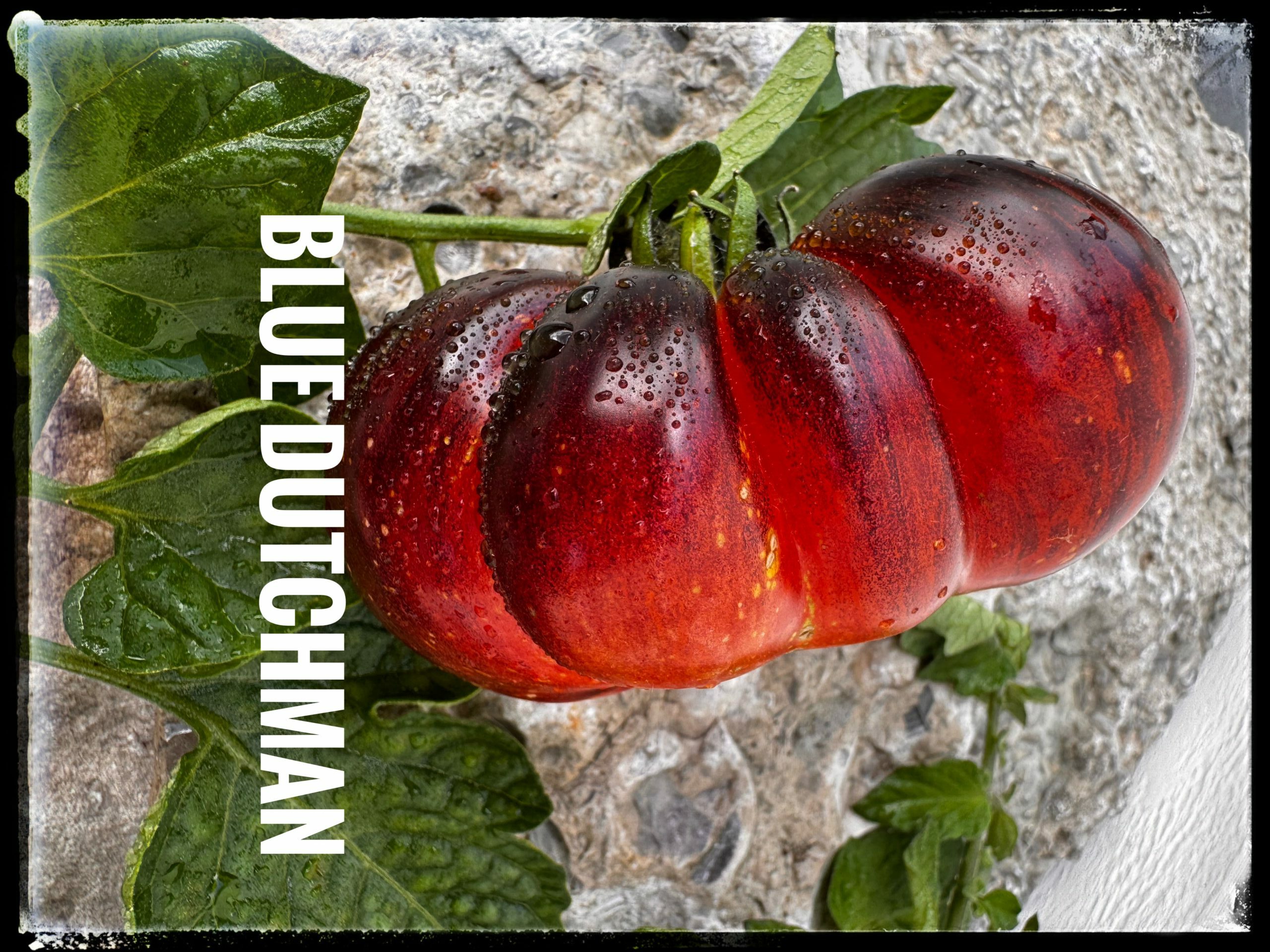 Blue Dutchman - Bild 2