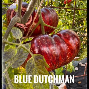 Blue Dutchman