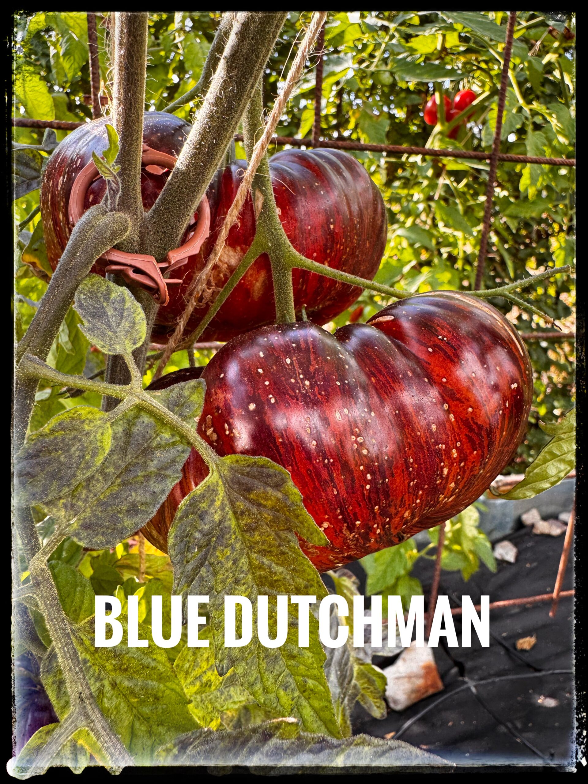 Blue Dutchman